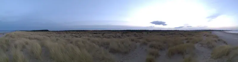 Sand-loving grass in the evening