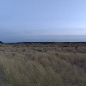 Sand-loving grass in the evening