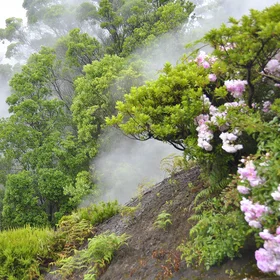 Smelly forest in the fog
