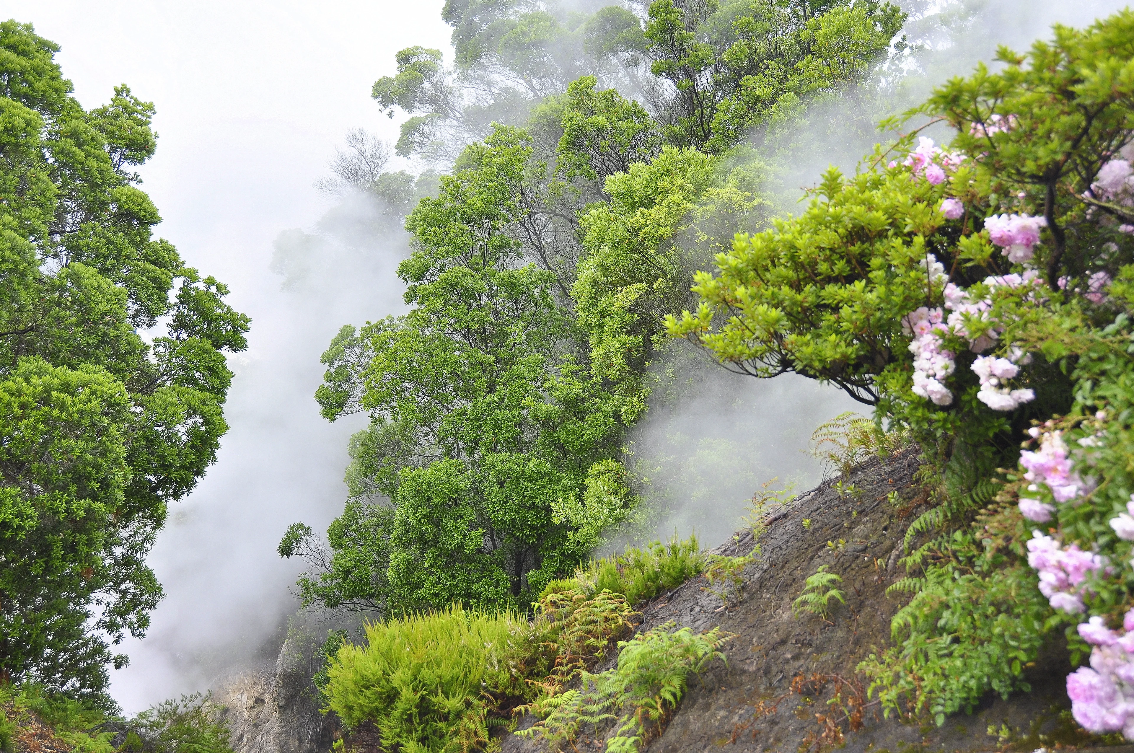 Smelly forest in the fog