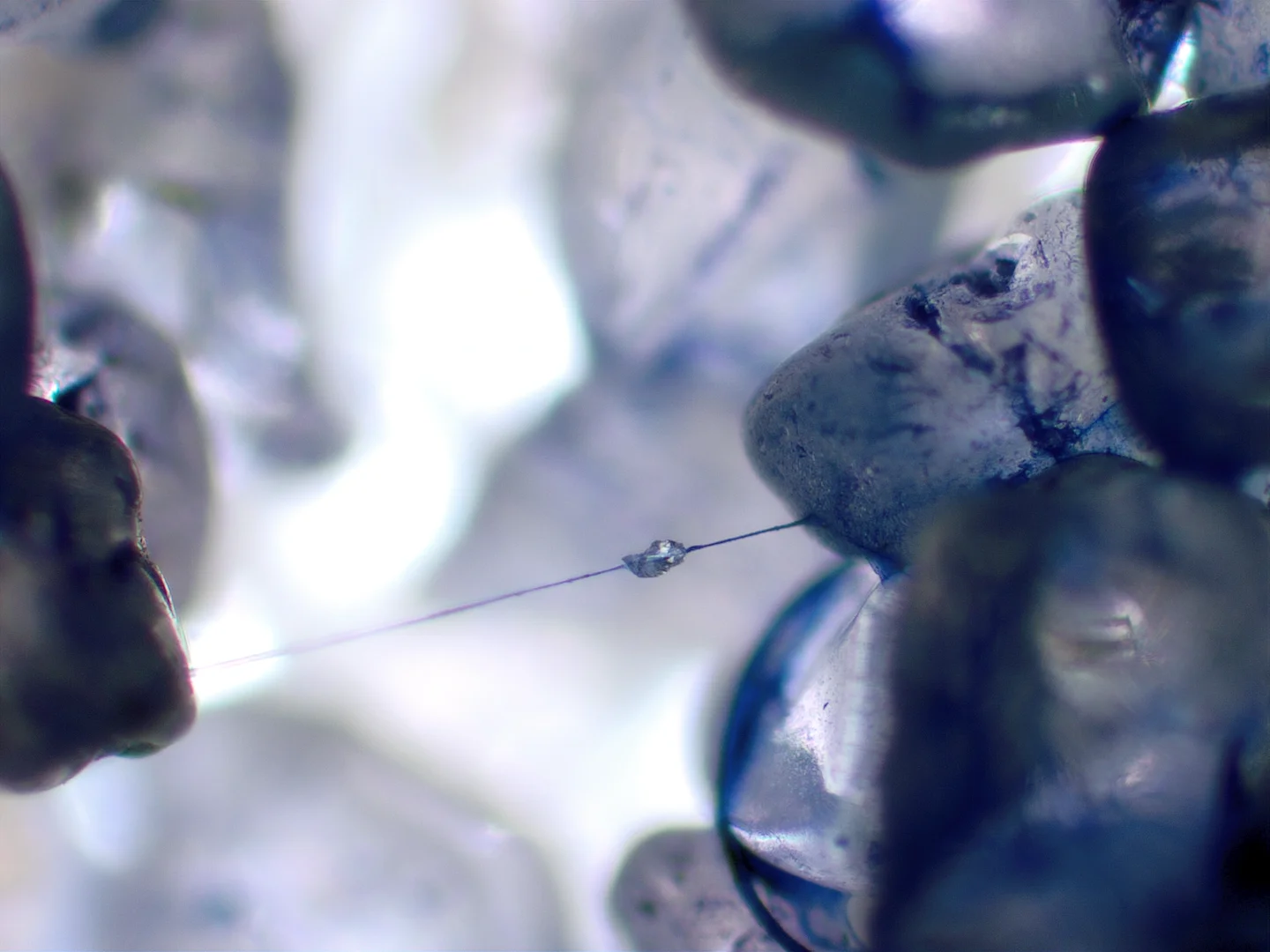 Mucilage thread connecting sand particles
