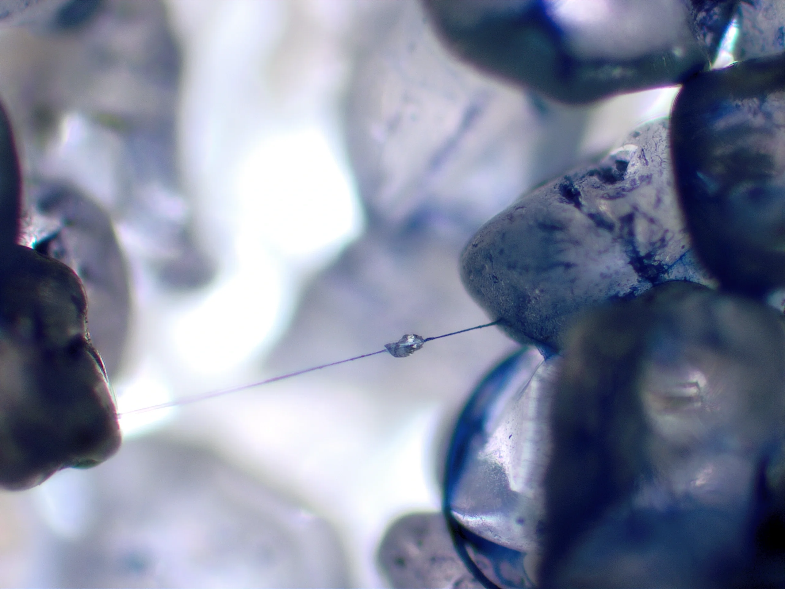 Mucilage thread connecting sand particles