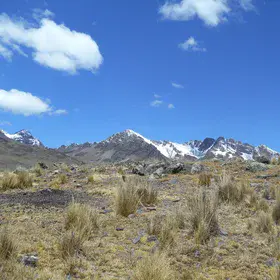 Tussock vs cushion plants