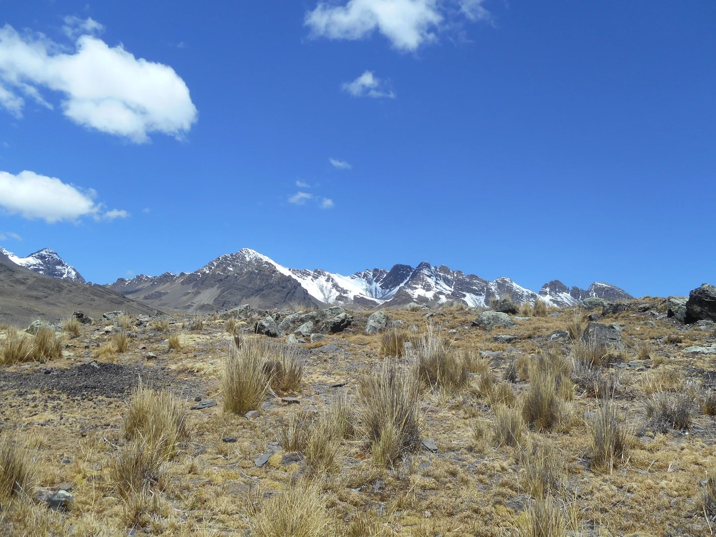 Tussock vs cushion plants
