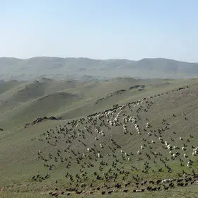 Sheep flock in Tseel, Mongolia