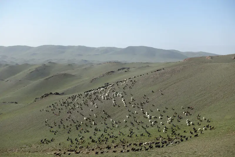 Sheep flock in Tseel, Mongolia