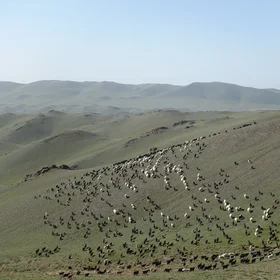 Sheep flock in Tseel, Mongolia