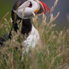Vulnerable Atlantic Puffin