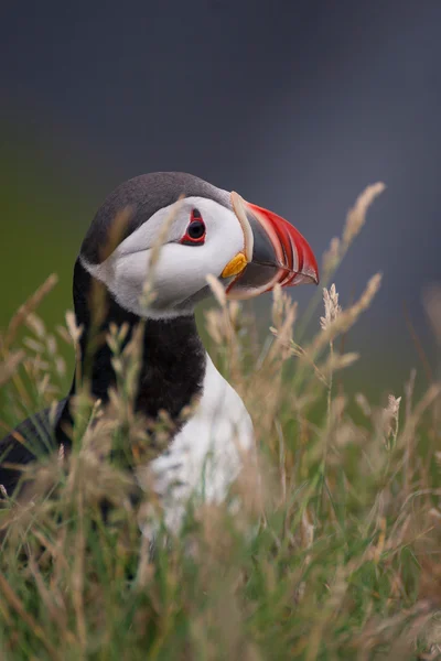 Vulnerable Atlantic Puffin