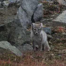 Arctic fox cub getting ready for winter