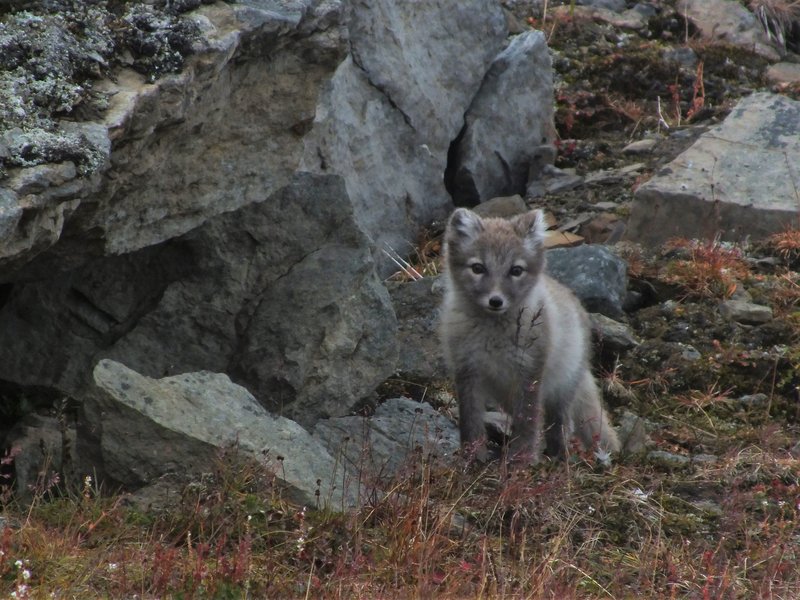 Arctic fox cub getting ready for winter