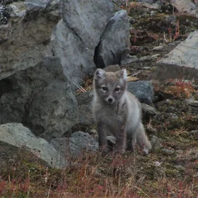 Arctic fox cub getting ready for winter
