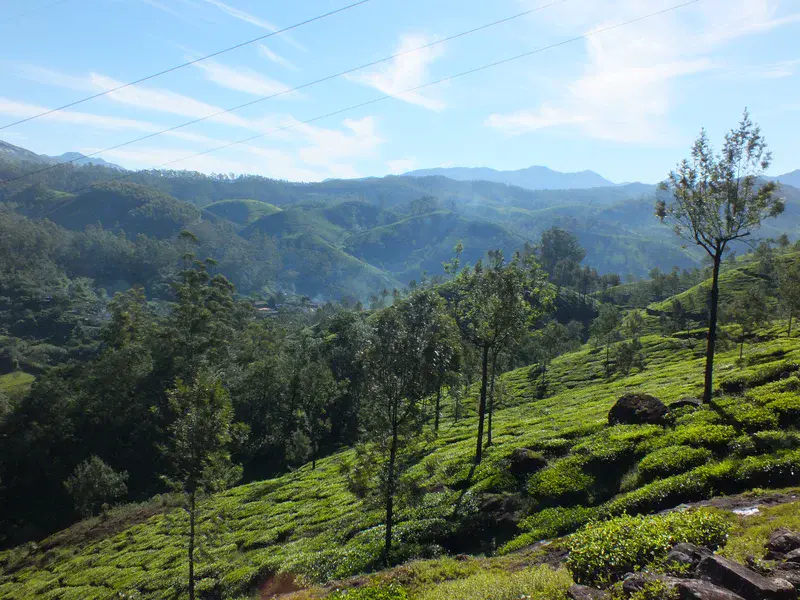 Tea fields of Munnar, Kerala