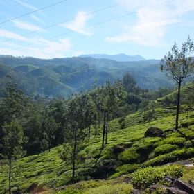 Tea fields of Munnar, Kerala