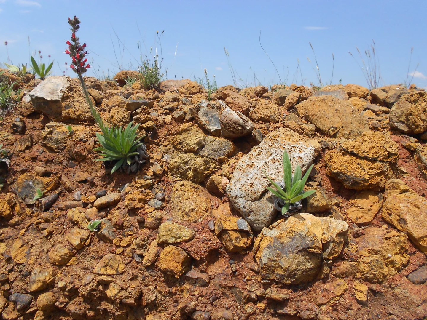 A Pontechium sp. on altered ophiolitic rock