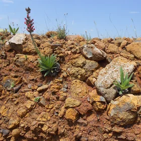 A Pontechium sp. on altered ophiolitic rock
