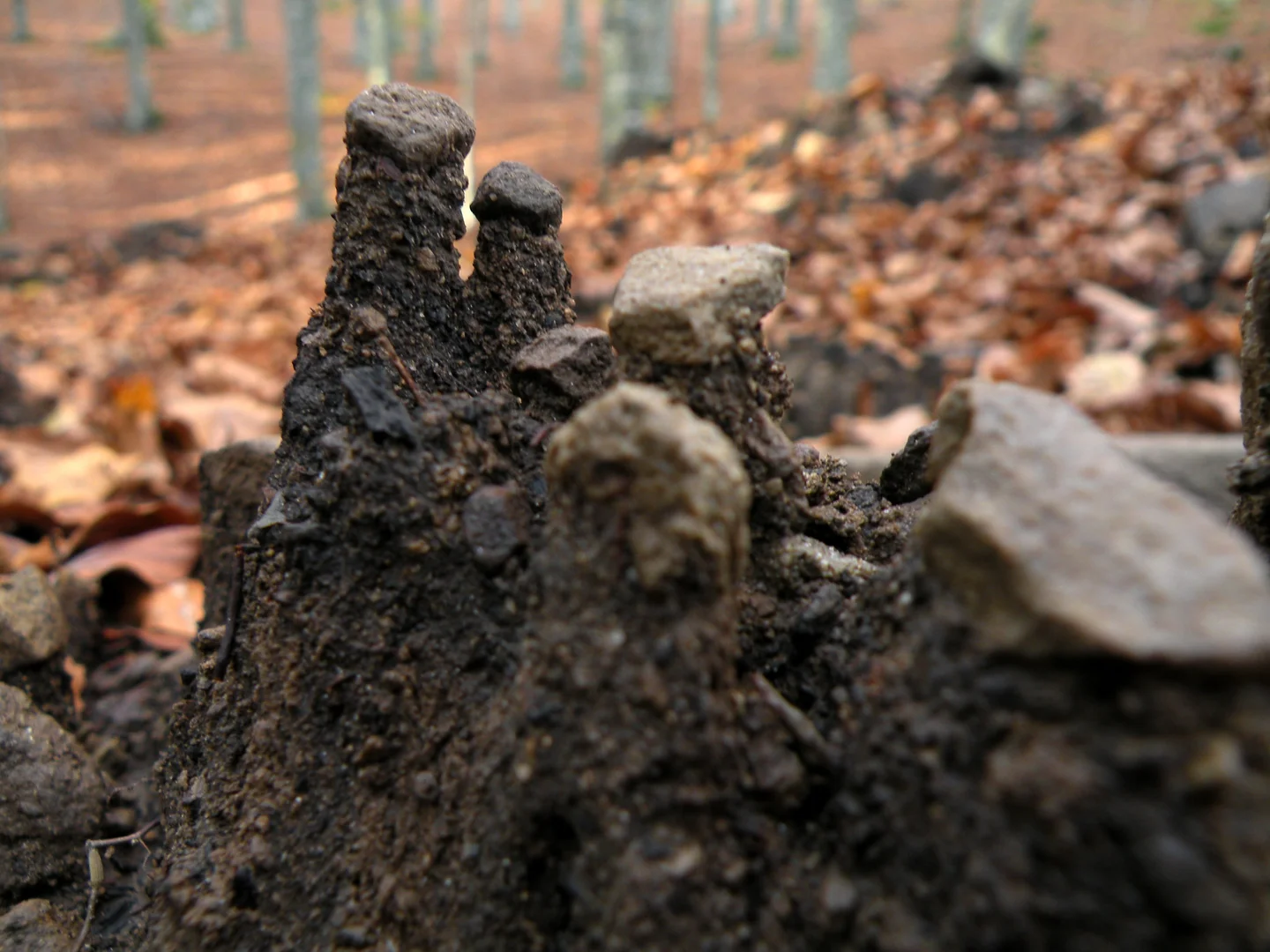 Micro hoodoos in the forest