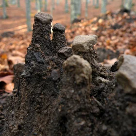 Micro hoodoos in the forest