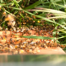 Bees will save the world
