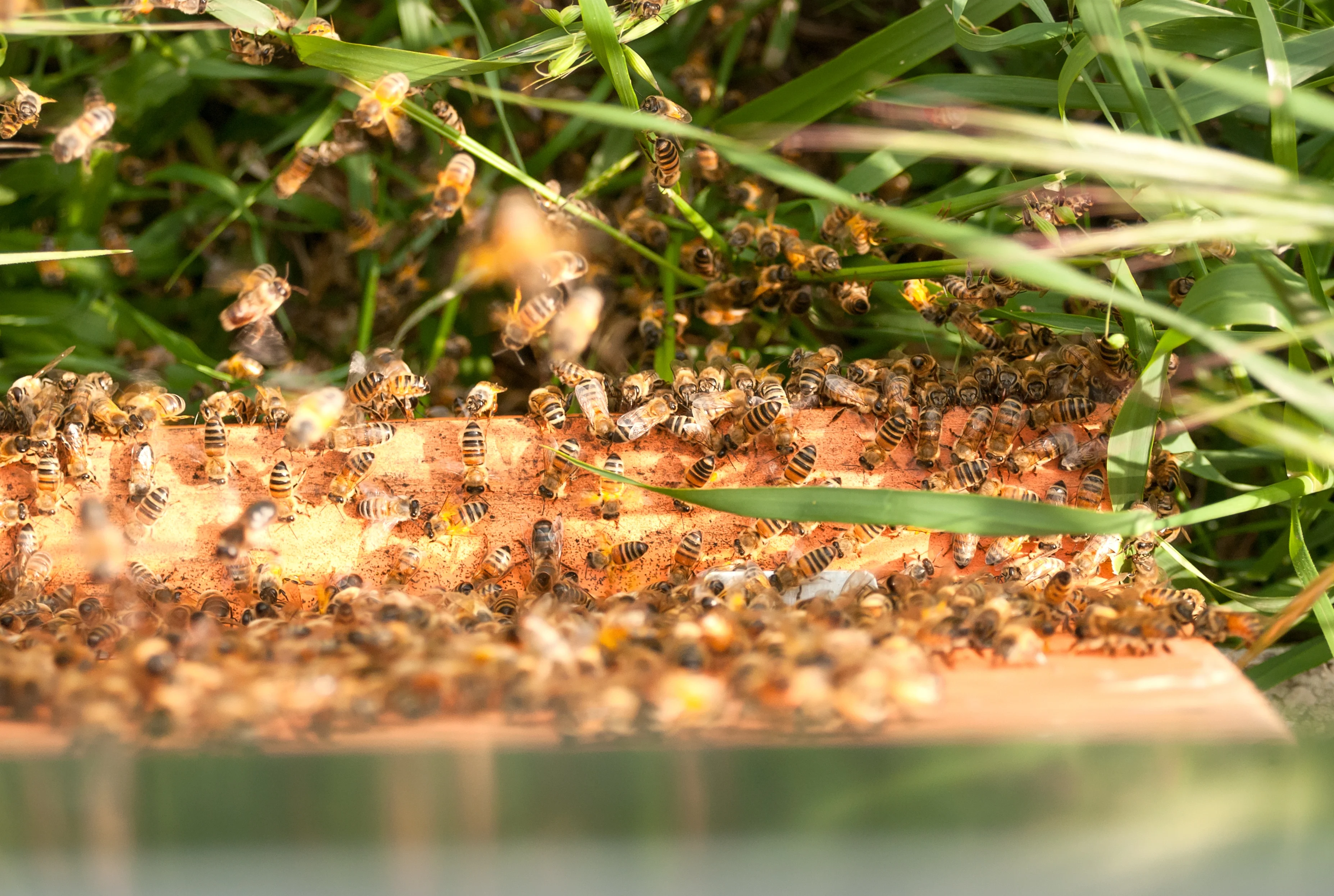 Bees will save the world