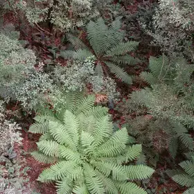 Fern trees below Mt. Donna Buang