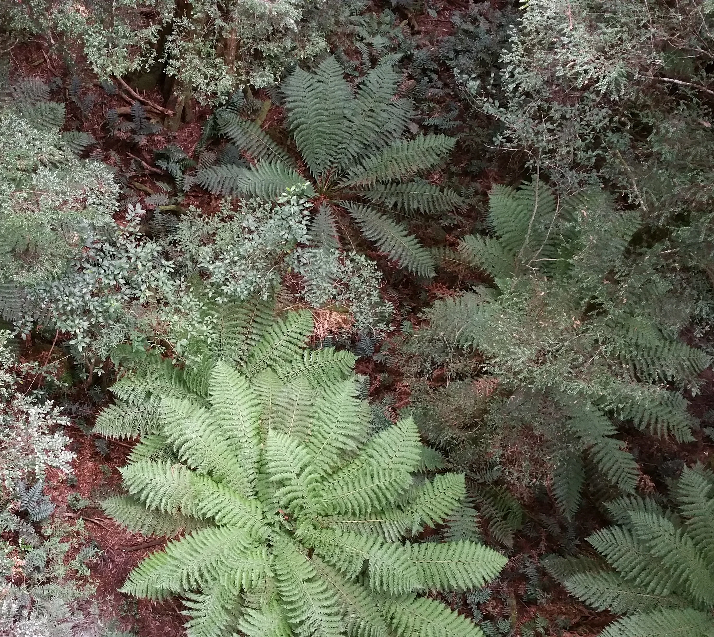 Fern trees below Mt. Donna Buang