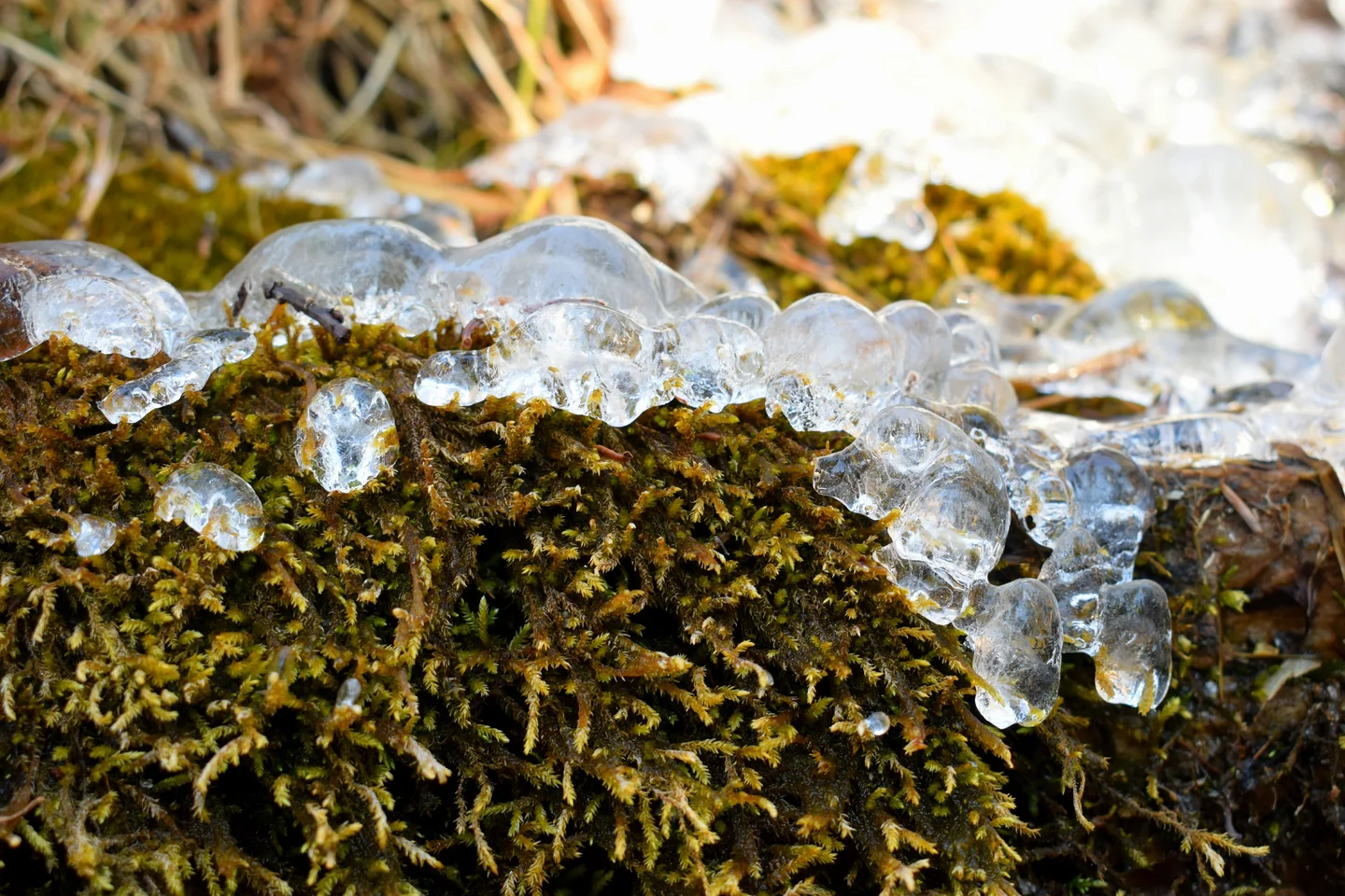 Frosty glimpse of Mother Nature