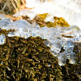 Frosty glimpse of Mother Nature