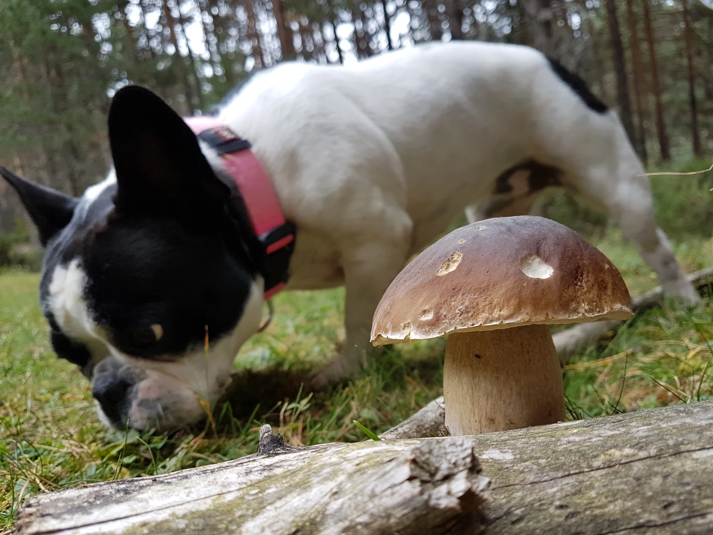 Boletus edulis growing on glacial deposits