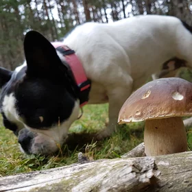 Boletus edulis growing on glacial deposits