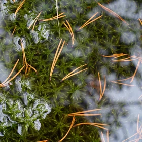 The wealthy world of wetlands