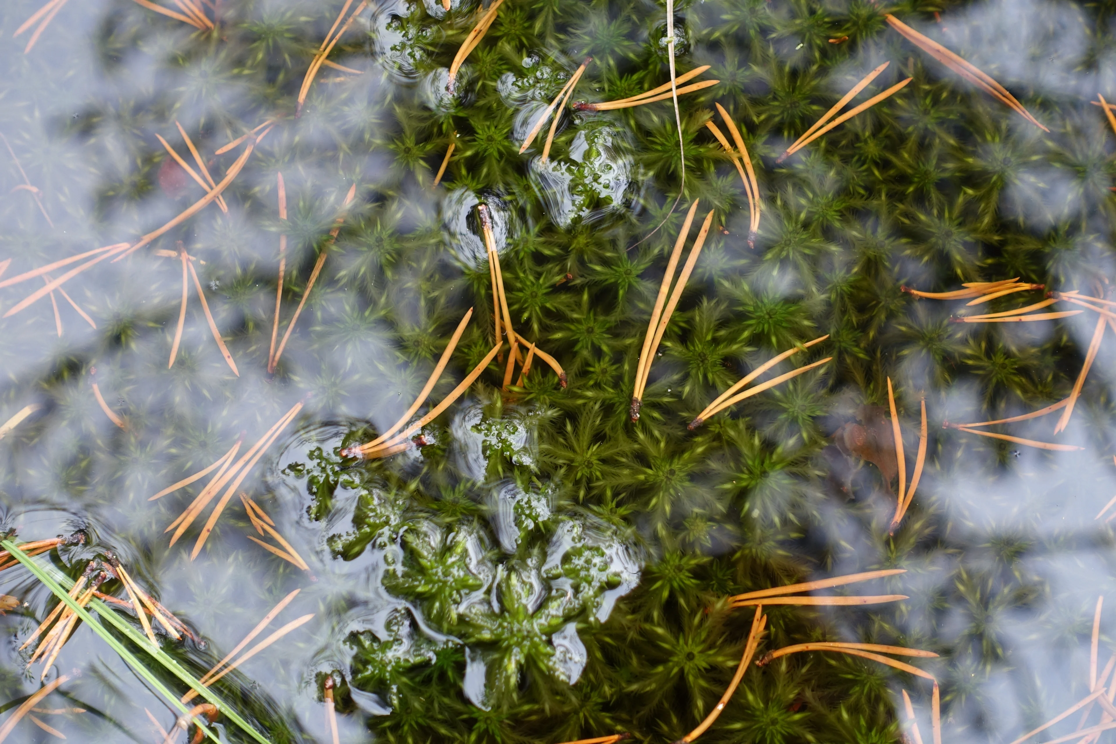 The wealthy world of wetlands