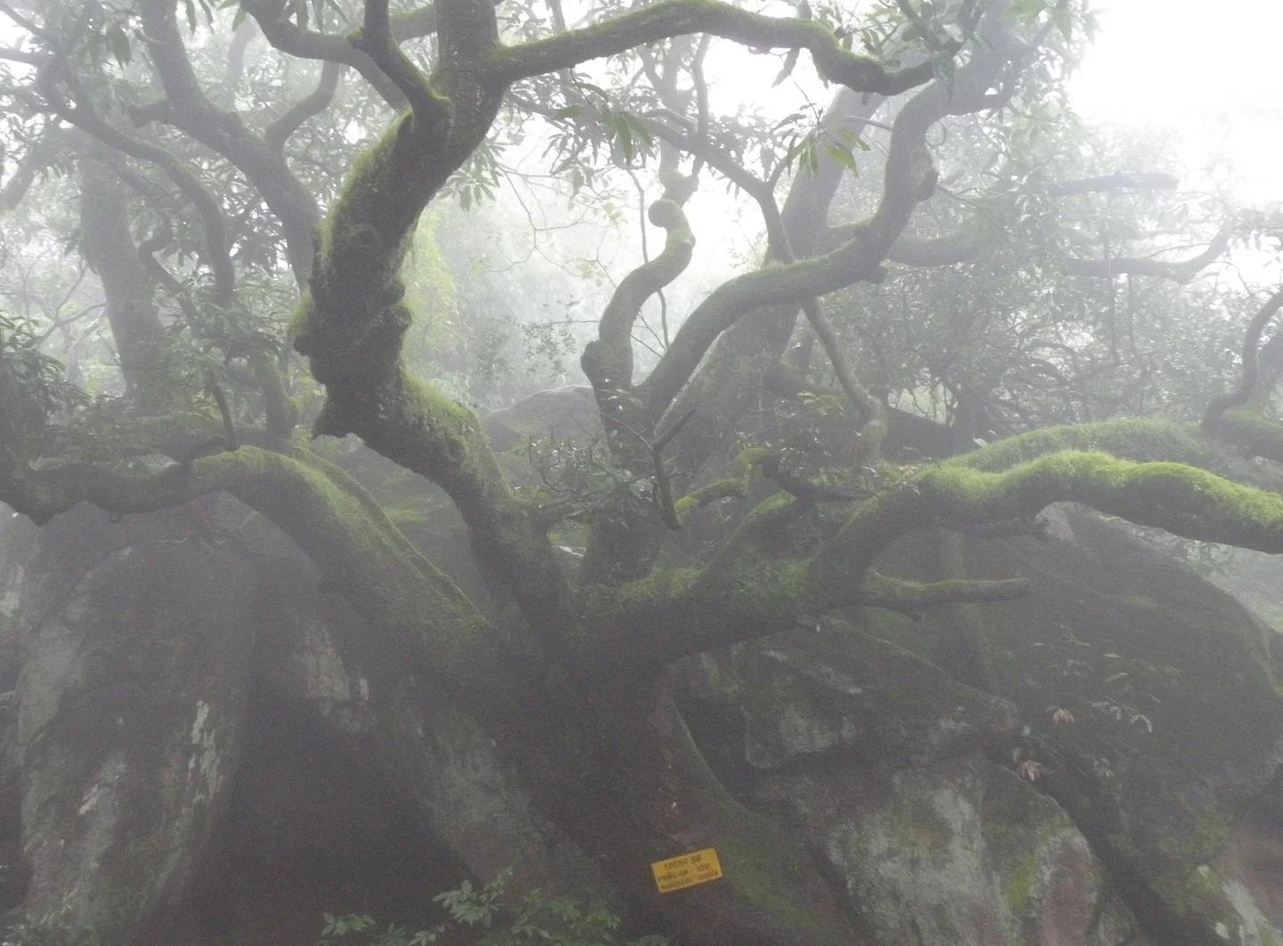 Branches of mother nature