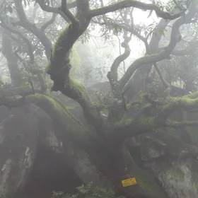Branches of mother nature