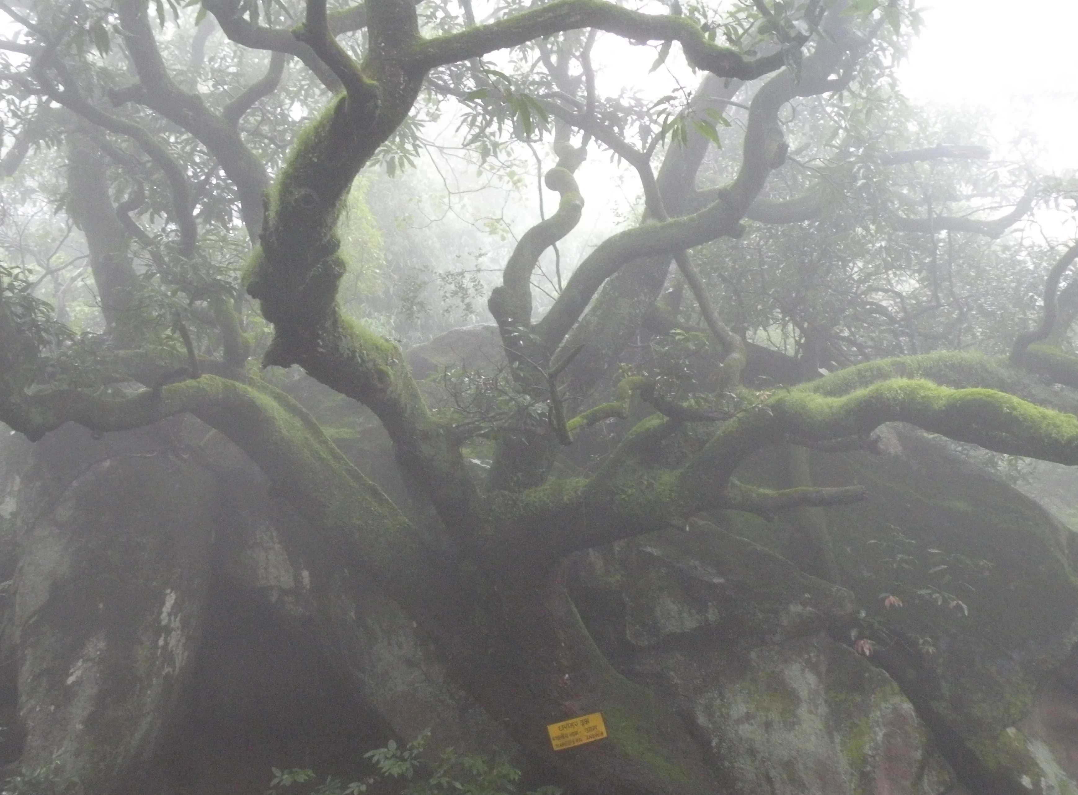 Branches of mother nature