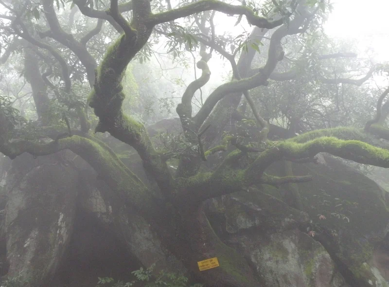 Branches of mother nature