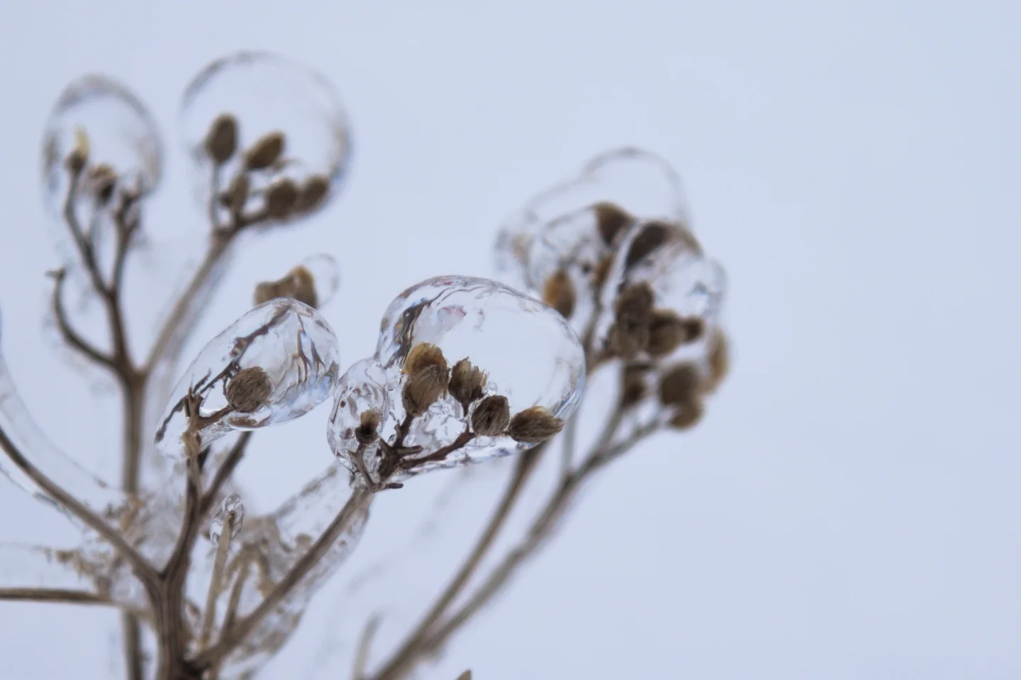 Frozen flowers after rain