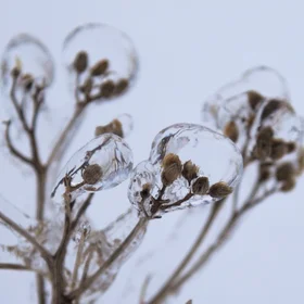 Frozen flowers after rain