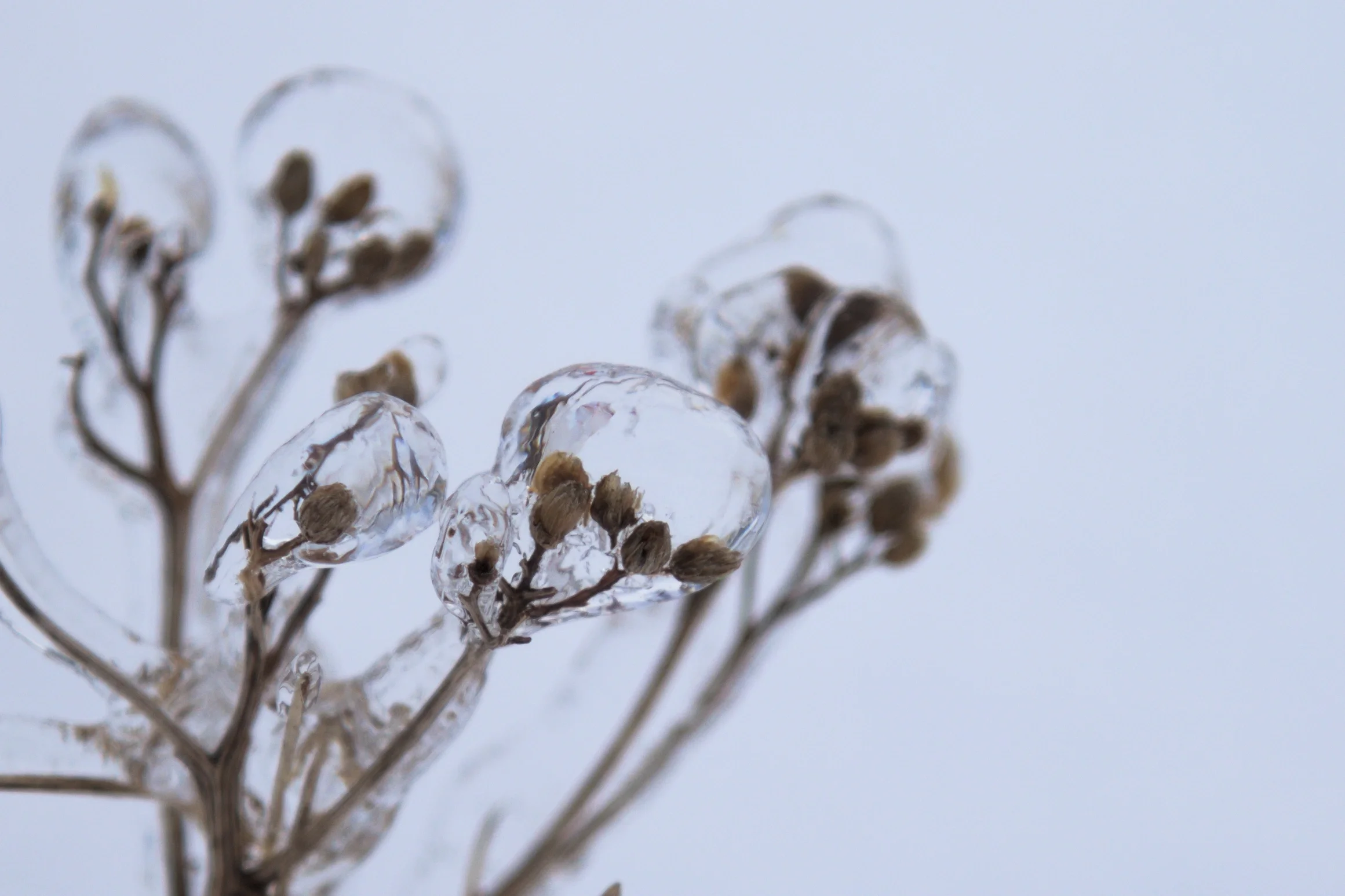 Frozen flowers after rain