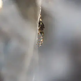 Clinging to the edge