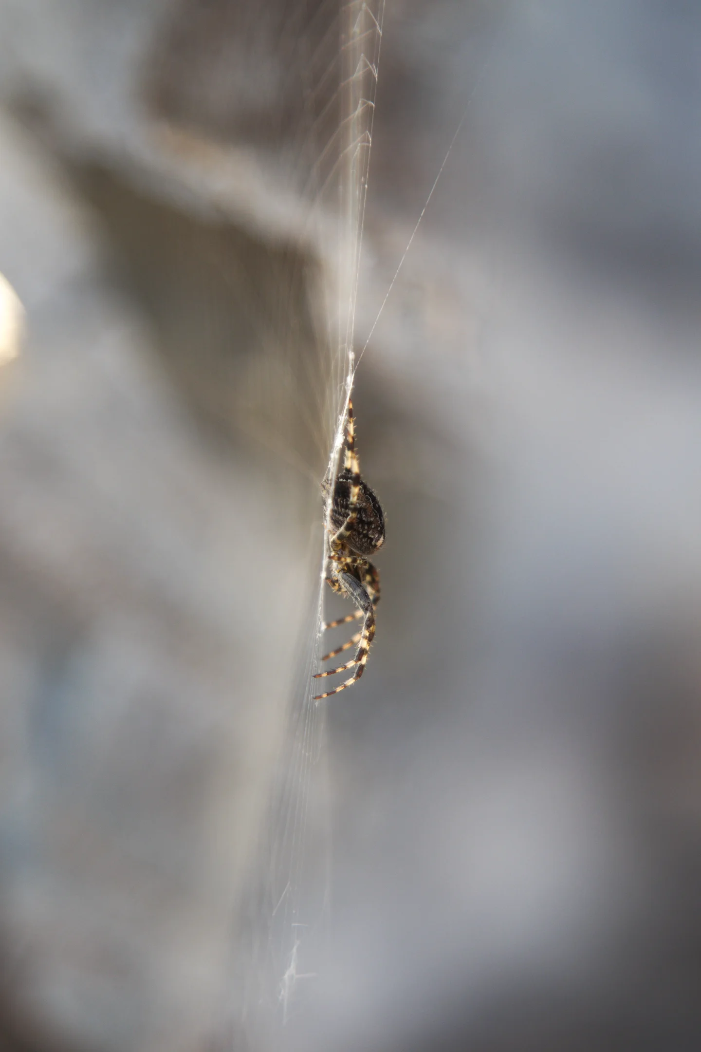 Clinging to the edge