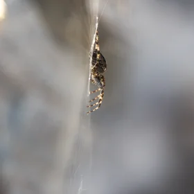 Clinging to the edge