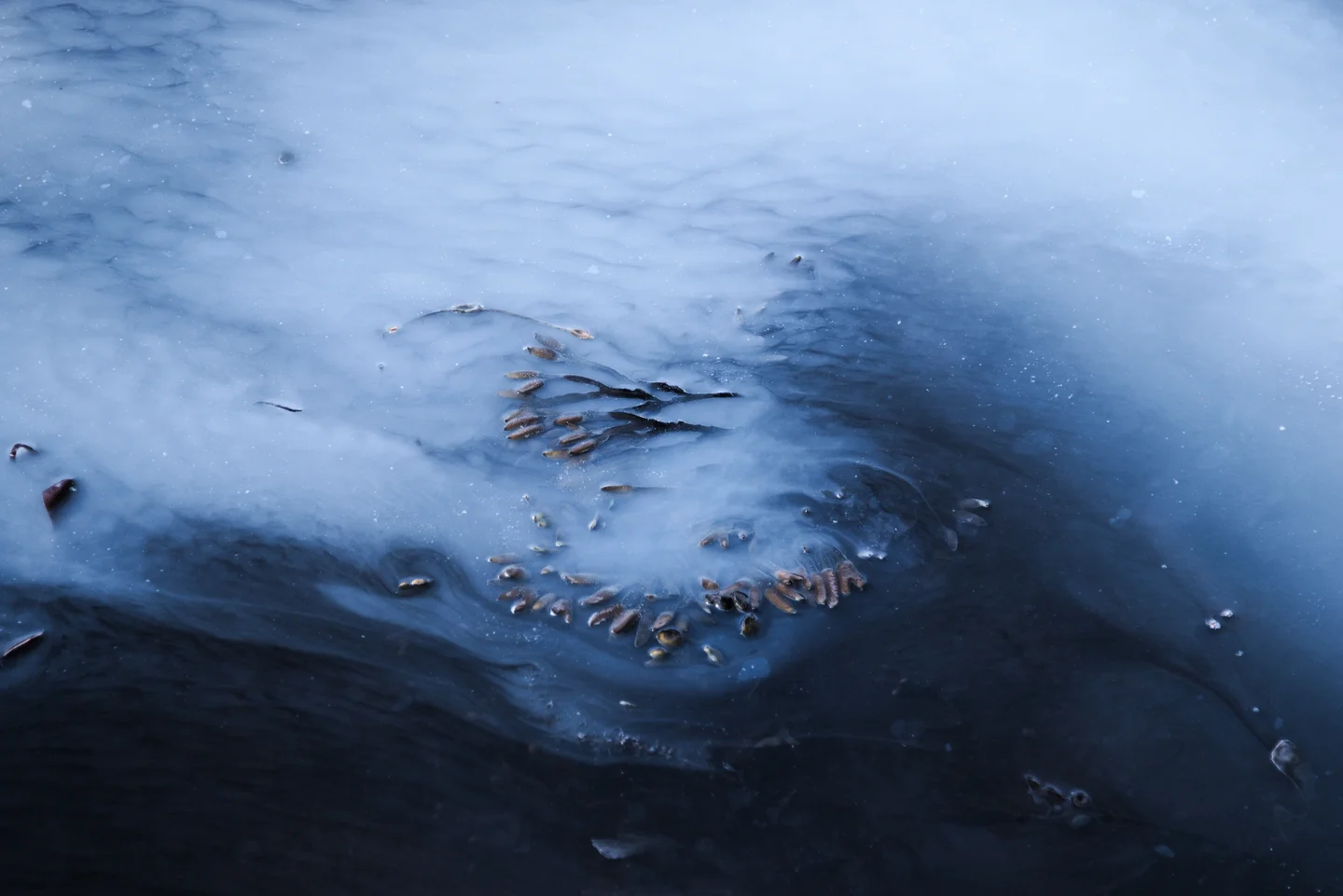 An uneasy truce in a microbial ecosystem