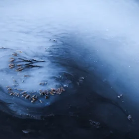 An uneasy truce in a microbial ecosystem