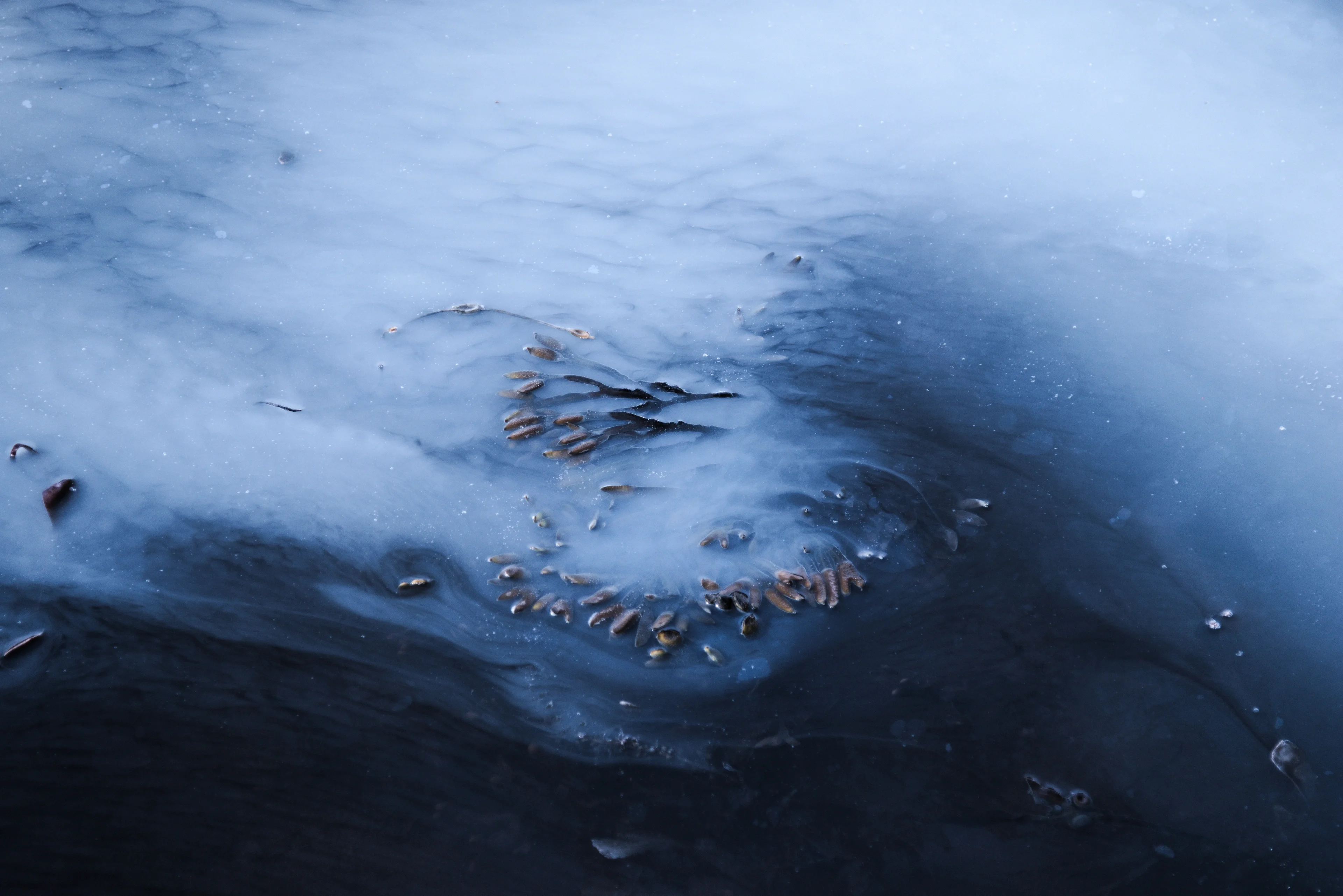 An uneasy truce in a microbial ecosystem