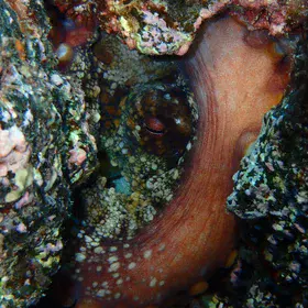 Pyroclastoctopus: a hiding lesson