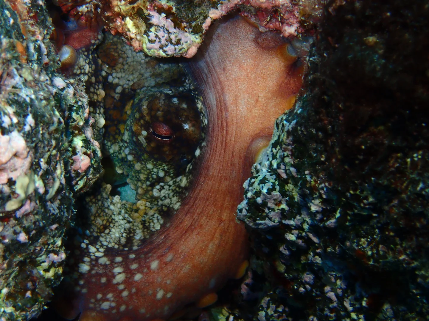 Pyroclastoctopus: a hiding lesson