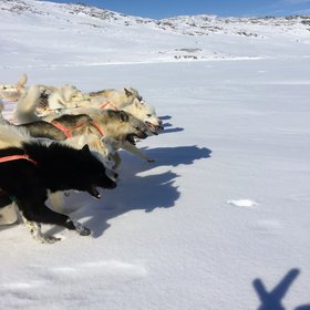 Dog sledging tour through the eternal? ice of Greenland