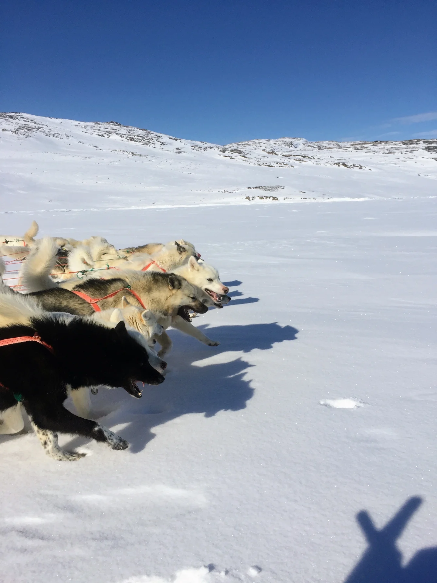 Dog sledging tour through the eternal? ice of Greenland