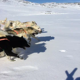 Dog sledging tour through the eternal? ice of Greenland